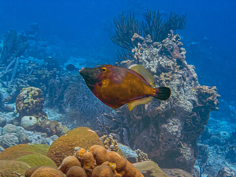 Cantherhines macrocerus, commonly known as the whitespotted filefish