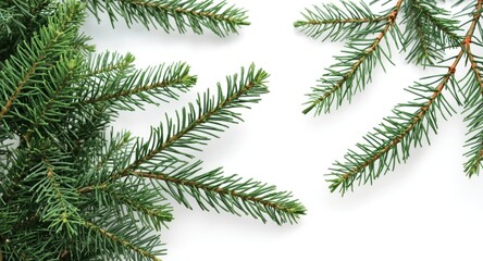 Fototapeta premium Close up of fresh Balsam Fir and Thuja branches isolated on white background