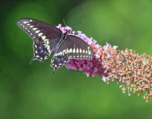 Papilio glaucus, eastern tiger swallowtail,