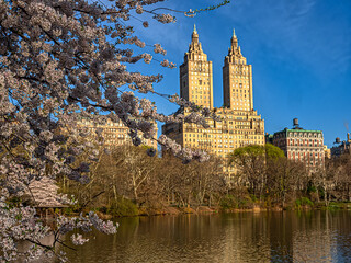 Central Park in spring with cherry blossoms