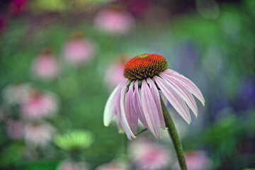 Echinacea flower in spring, Central Park
