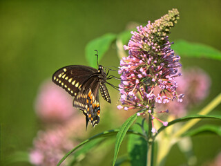 Papilio glaucus, eastern tiger swallowtail,