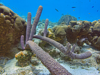 Caribbean coral garden, underwater Bonaire