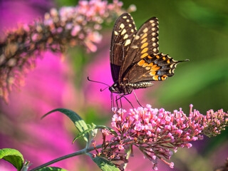 Papilio glaucus, eastern tiger swallowtail,