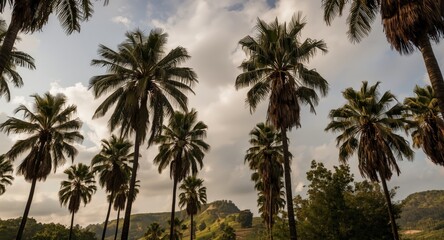 Fototapeta premium Canopy of palm trees framed by cloudy sky and gentle hills