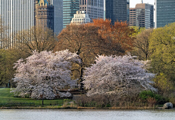Central Park in spring with cherry blossoms