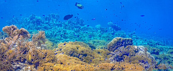 Caribbean coral garden, underwater Bonaire