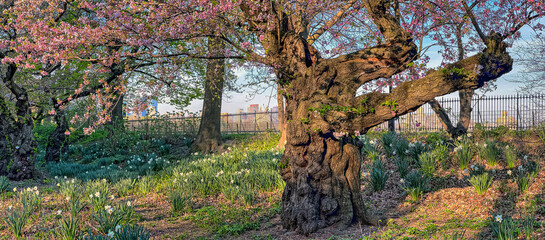 Central Park in spring with cherry Blossoms