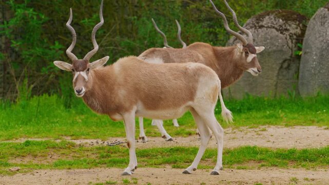 Close-up of Addax antelopes with their distinctive horns and coat patterns