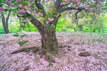 Central Park in spring with cherry Blossoms