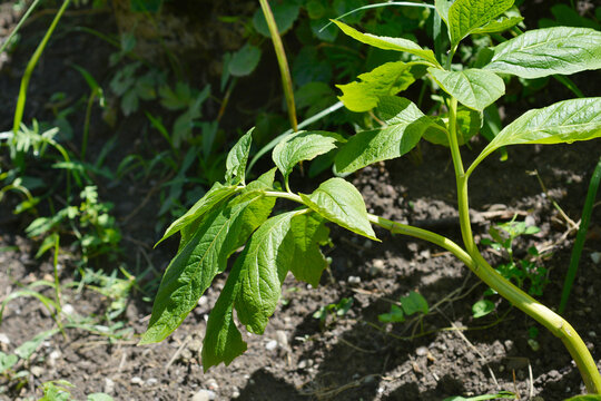European scopolia leaves - Latin name - Scopolia carniolica