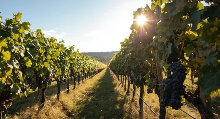 Papier peint photo Vignoble Grape vineyards growing strongly through bright summer sunlight highlighting farm work  © pngking