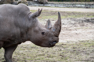 Naklejka premium closup rhino with lttle blurry background wildlife