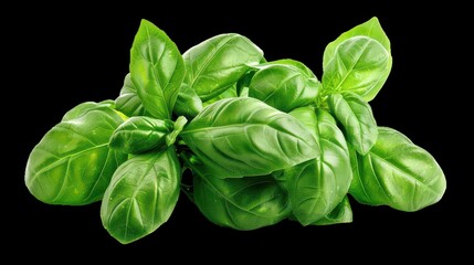 Fototapeta premium Fresh green basil leaves on black background