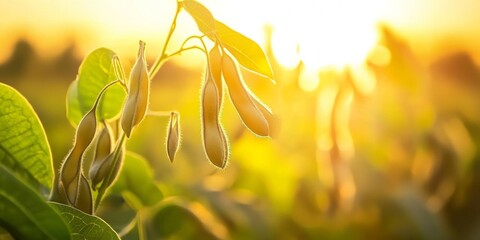 Naklejka na ściany i meble Sunlit field of crops at dawn