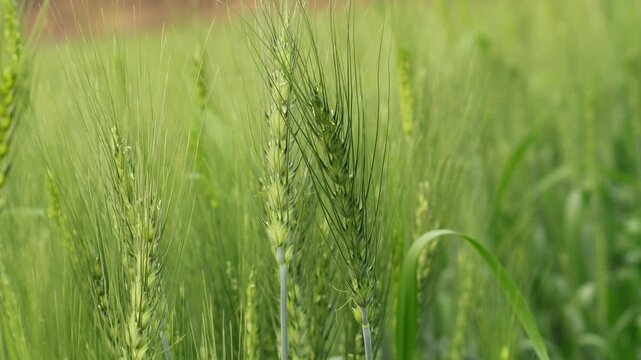 close up green spikes sway in wind. the countryside over a field of wheat. green wheat fields in winter, wheat crop growing in India, Wheat whistle, Wheat bran fields, wheat field green cereal field.