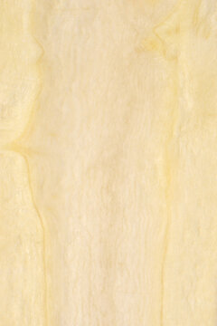 A close up showing the delicate inner fibers and creamy texture of a sliced parsnip root