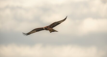 Focused and graceful flight of a red kite bird drifting through thin cloud layers