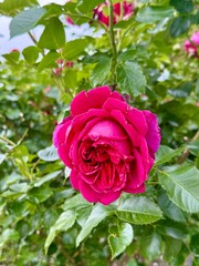 pink rose in garden