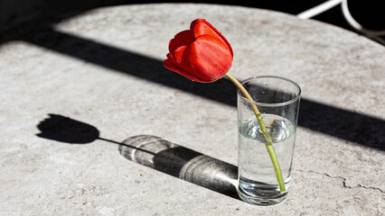 Single red tulip in a glass on a concrete surface. World Parkinson's Day awareness symbol