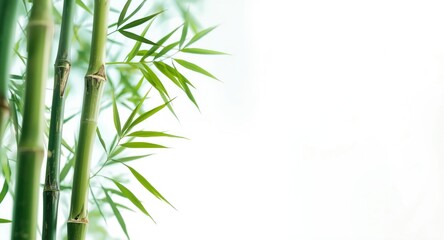 Naklejka premium Isolated fresh green bamboo foliage and stems shot with full depth of field on bright background