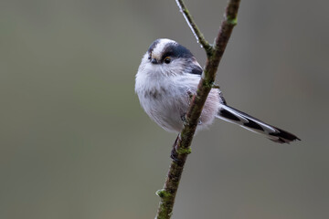 Long-tailed tit perched on a branch in the Netherlands during a calm morning © Gertjan Hooijer