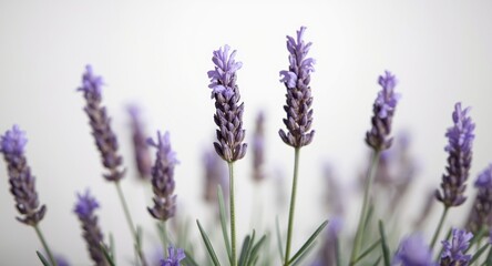 Obraz premium Lavandula angustifolia violet blooms valued for their natural bactericidal and perfuming oils