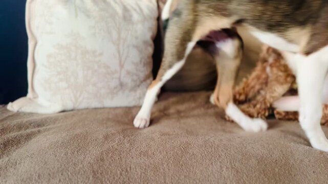 Young Puppy with Chew Treat and Senior Dog Watching Multi-Pet Home Scene