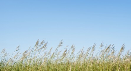light blue sky complementing tall grass