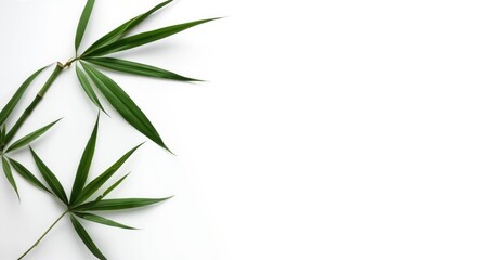 Naklejka premium high key white smooth surface background with isolated bamboo leaves and ample copy space