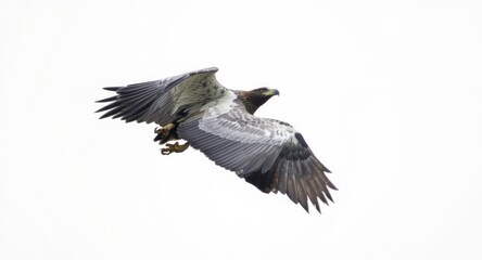 Gray eagle in motion flying over a blank white background