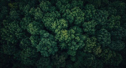 High angle summer photo of a dark green forest canopy with wide copy space available
