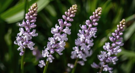 Obraz premium Colorful detailed shot of white violet freesia stems and flowers highlighted by green setting