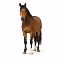 Obraz premium Front View Horse Standing Calmly on White Background for Education and Advertising Use