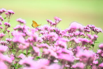 蝶々
「羽ばたく距離、千キロメートル以上。奇跡の旅人が阿蘇の牧場に舞い降りた。」
阿蘇市(モーモーファーム)
Butterfly
"A miraculous traveler has descended upon a ranch in Aso, spreading its wings over a thousand kilometers."
Aso City (Moo Moo Farm)