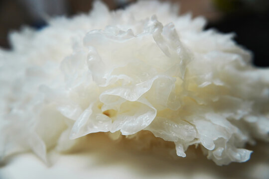 Close-up of Tremella fuciformis mushroom. White gelatinous fungus displays detailed branching lobes, translucent wrinkled surface, fine textures in macro view. Edible snow mushroom species.