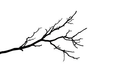 Black shape of a bare branch on a solid white background suitable for editorial header
