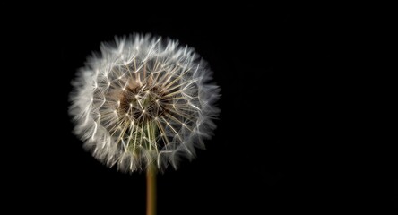 Close up photography of a delicate dandelion flower displaying fine textures on black