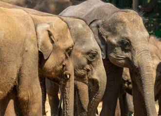 A group of elephants are standing in a line