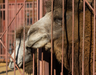 Two camels are in a cage with a red metal fence