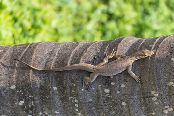 A lizard is laying on a tree trunk