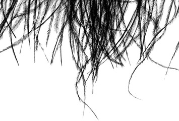 A black feathery hair with a white background