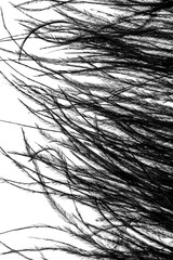 Obraz premium A close up of a feather with a black and white background