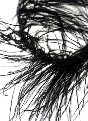 Obraz premium A black feather with a white background