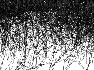 A black hair with a lot of strands