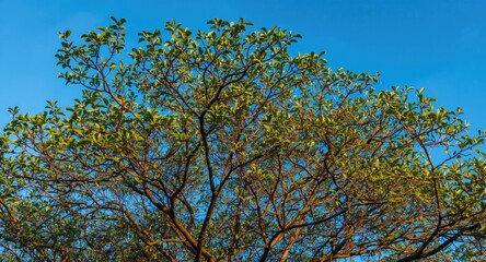 Obraz premium Bright blue sky setting with thick rubber tree leaves and extended branch network