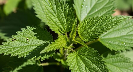 Vibrant green nettle plant with serrated leaves in a sunlit garden