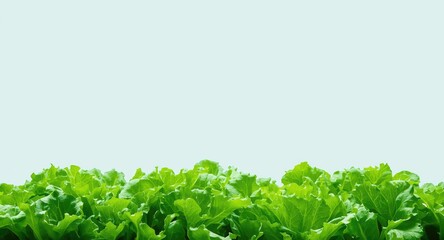 Obraz premium Innovative aquaponic systems for lab grown lettuce with copyspace for text