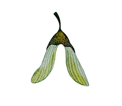Hand drawn watercolor botanical illustration of green maple seed isolated. Helicopter seed, samara 