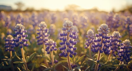 Obraz premium Breathtaking detailed floral image of bluebonnets in full vibrant bloom
